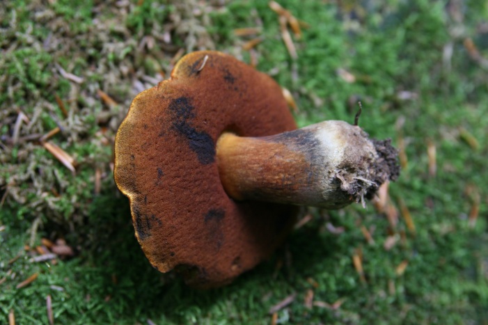 boleti vari dalla Foresta nera! (richiesta id!)